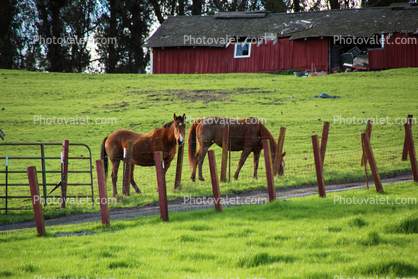 Horses in a field, barn, gras, fence