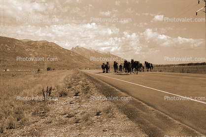 Teton Mountain Range, Horse, Snake River Ranch