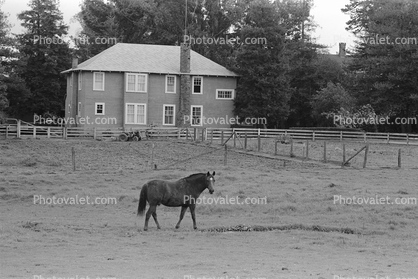 Rose Avenue, Cotati, Sonoma County, Horse