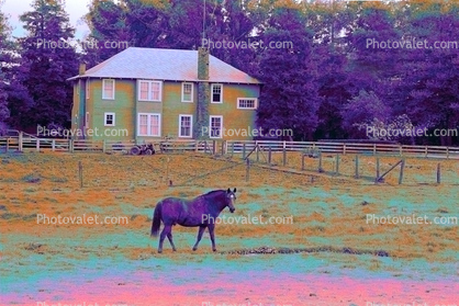 Rose Avenue, Cotati, Sonoma County, Horse