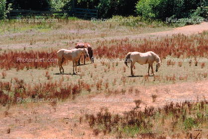 Horses in Guerneville, Sonoma County