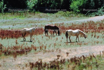Horses in Guerneville, Sonoma County