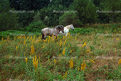 Horses in a Field near Mount Rainier