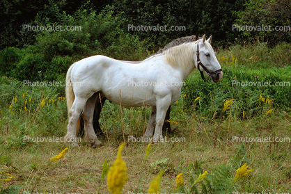 White Horse near Mount Rainier