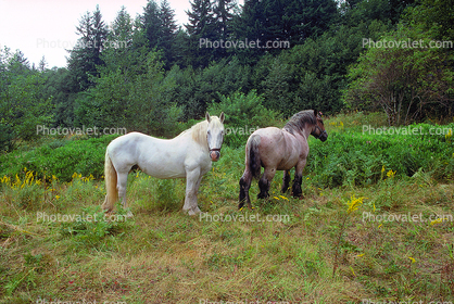 Horses near Mount Rainier