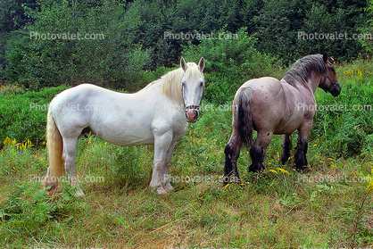 Horses near Mount Rainier