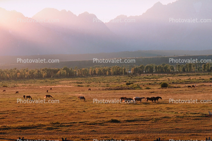 Horses in the Plains of Teton Mountains