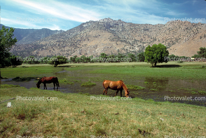 Horse in the Eastern Sierra Nevada Mountains, Kern County, California