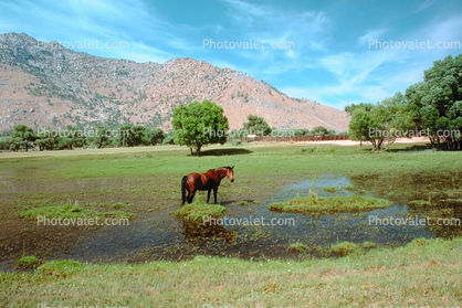 Horse in the Eastern Sierra Nevada Mountains, California