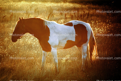 Horse in the Sunset Glow of Santa Rosa, Sonoma County
