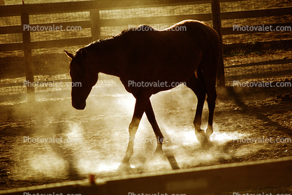 Horse in the Afternoon Glow, Marin County