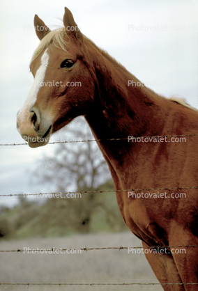 Horse in San Luis Obispo County