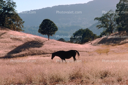 Horse in Jolon California
