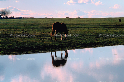 Horse, Horse Reflecting in a Lake, Merced County