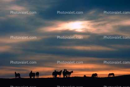 Horses in The Sunset Clouds, Rancho Seco