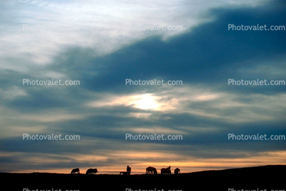 Horses in The Sunset, Rancho Seco