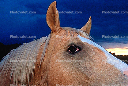 Horse Face, ears, mane