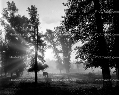 Horse in the Mysty Morning Fog, Snake River Ranch