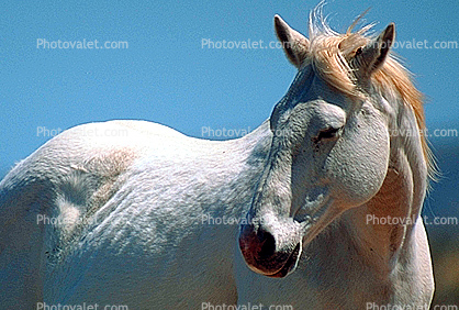 White Horse, western Texas