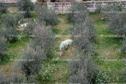 Horse on the Grounds of Dormition Church, Olive Trees