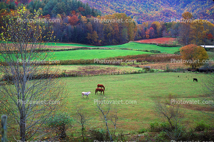Horse, Fontana North Carolina, fields