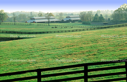 Horses, Lexington, Kentucky