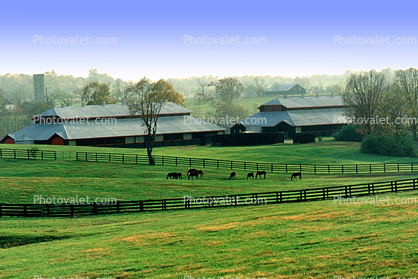 Horses, Barn, fields, trees, Lexington, Kentucky