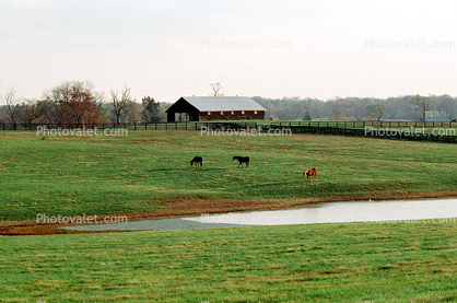 Horses, Fields, Fences, Pond, Lake, Trees, Barn, Lexington, Kentucky