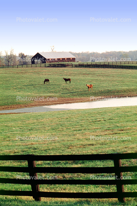 Horses, Fields, Fences, Pond, Lake, Trees, Lexington, Kentucky