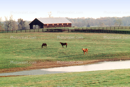 Horses, Fields, Fences, Pond, Barn, Trees, Lexington, Kentucky