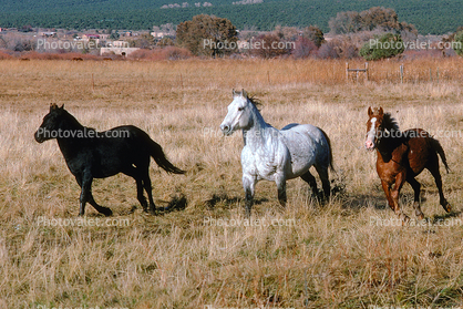Three Horses, galloping