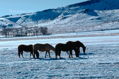 Horses Grazing in the Snow, Del Norte, Colorado