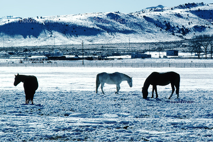 Southern Colorado in the Winter, Horses