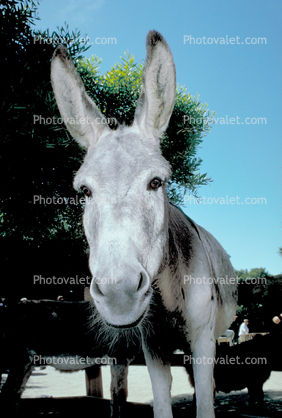Mule, Donkey