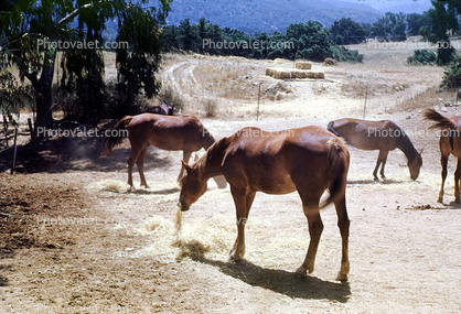 Horses, Ojai, California