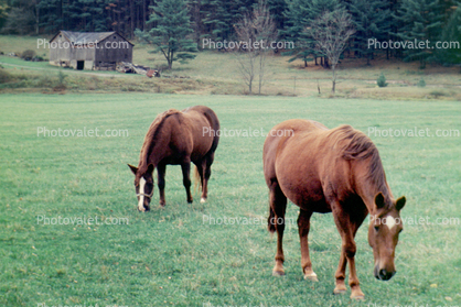Horses, Pennsylvania