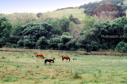 Horses, Pacifica, California