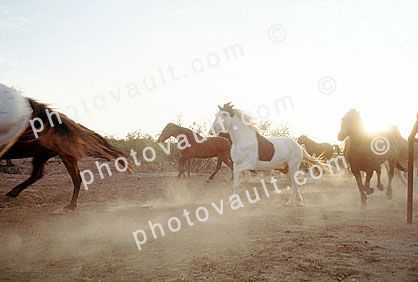 Running Horse, Galloping, Wickenburg, Arizona