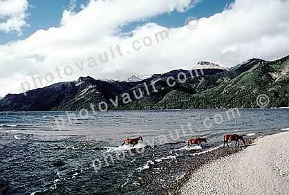 Horse, shore, shoreline, Lago Faulkner, Patagonia