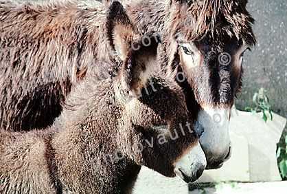 Baby Donkey, Horse