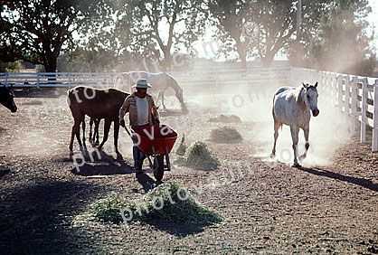 Horse, dust, wheelbarrow, Sonoma County, California