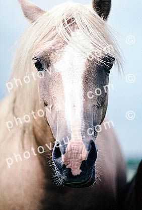 Horse, Cotswalds, England
