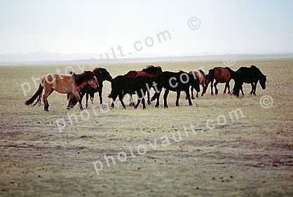 Horses, Empty Field, Mongolia