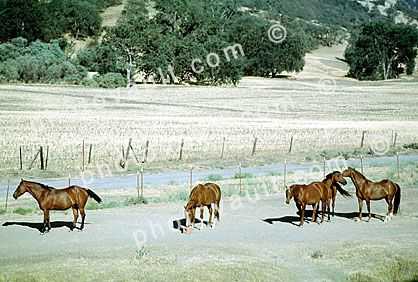 Horses, San Miguel, California