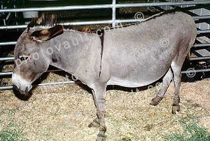 Donkey, Costa Mesa, California
