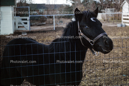 Black Colt with a Crescent Moon and Steely Blue Eyes, Grin, Kansas