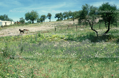Horse, Grass fields, tree, Spain, 1973, 1970s
