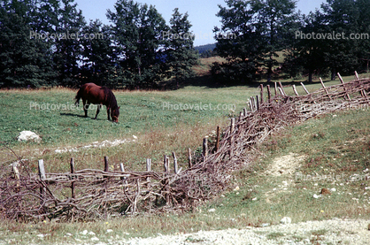 Horse, Fence, Austria, 1981, 1980s