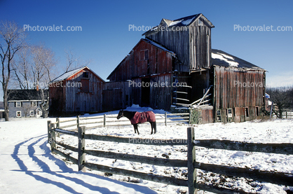 Barn, Wooden Fence, Horse, Cold, Winter, Daytime, 1995