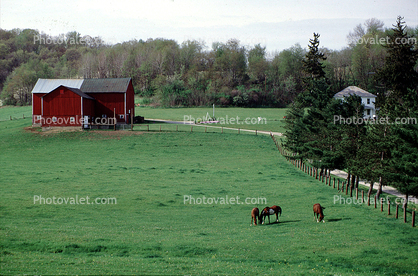 Barn, Horse, field, forest, trees, Ohio, 1995